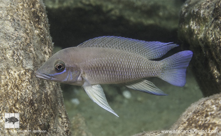 Neolamprologus sp. 'modestus mpimbwe' Kampemba